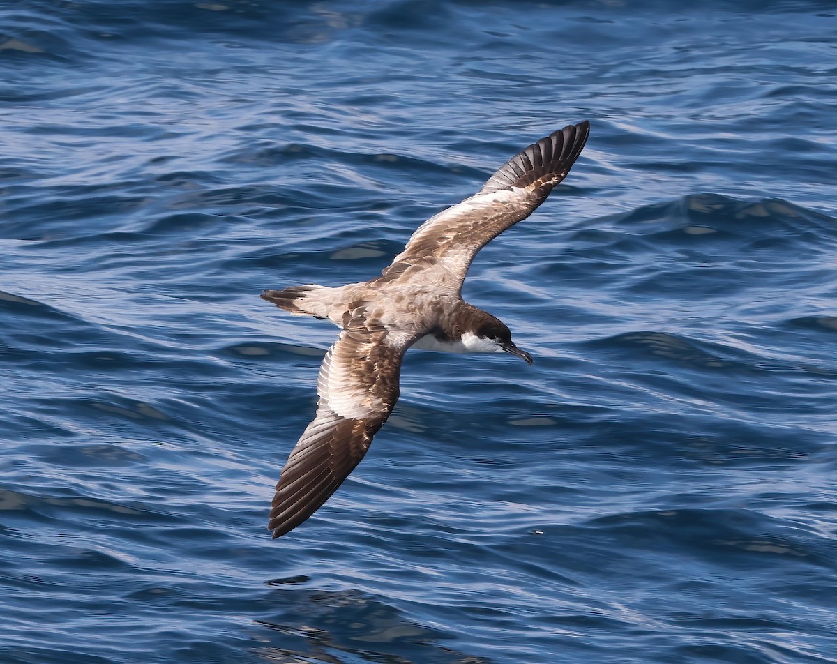 Buller's Shearwater - Tom Benson