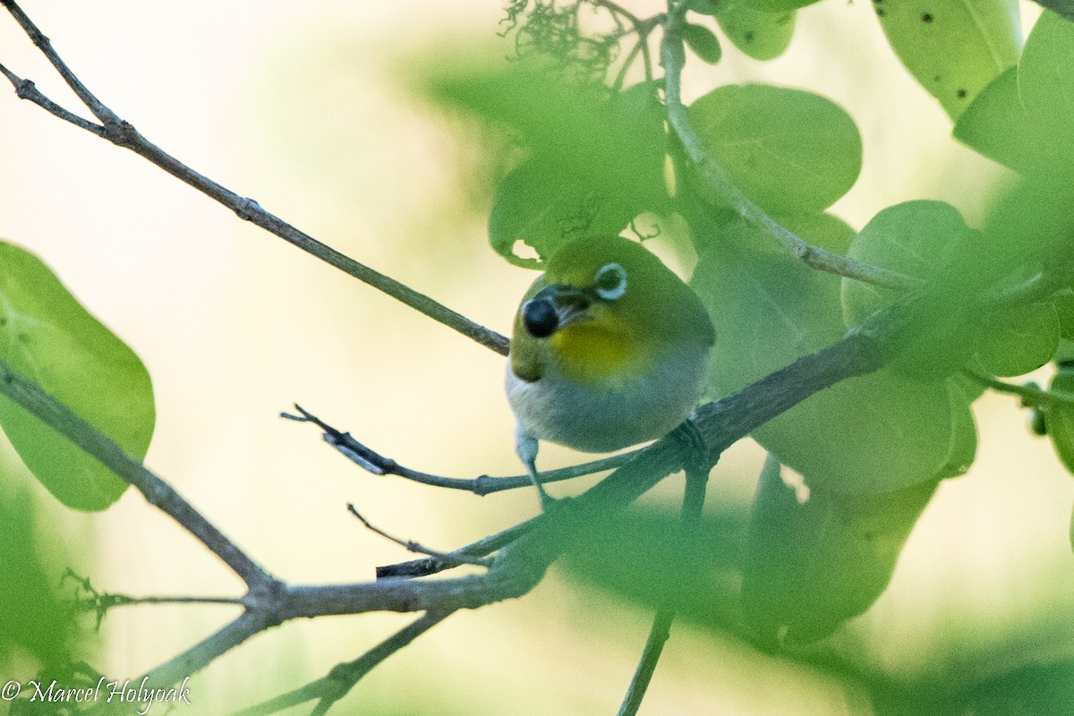 Ashy-bellied White-eye - ML527269781