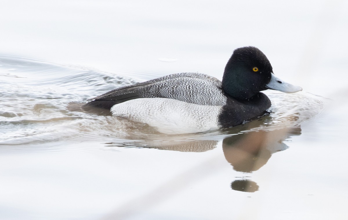 Lesser Scaup - ML527270021