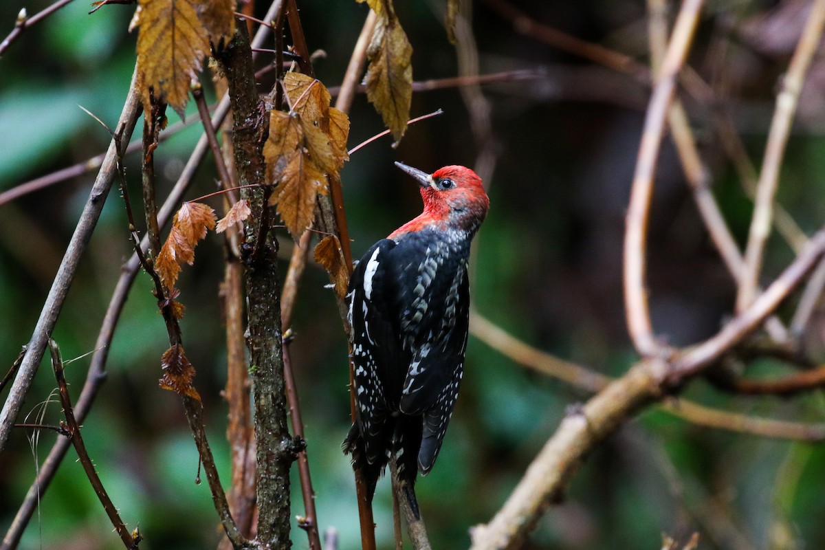 Red-breasted Sapsucker - ML527270071