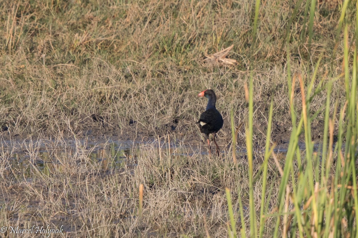 Australasian Swamphen - ML527270471