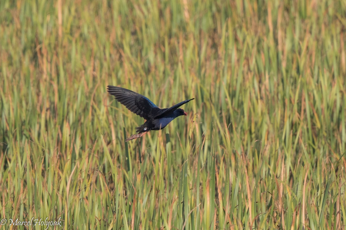 Australasian Swamphen - ML527270591