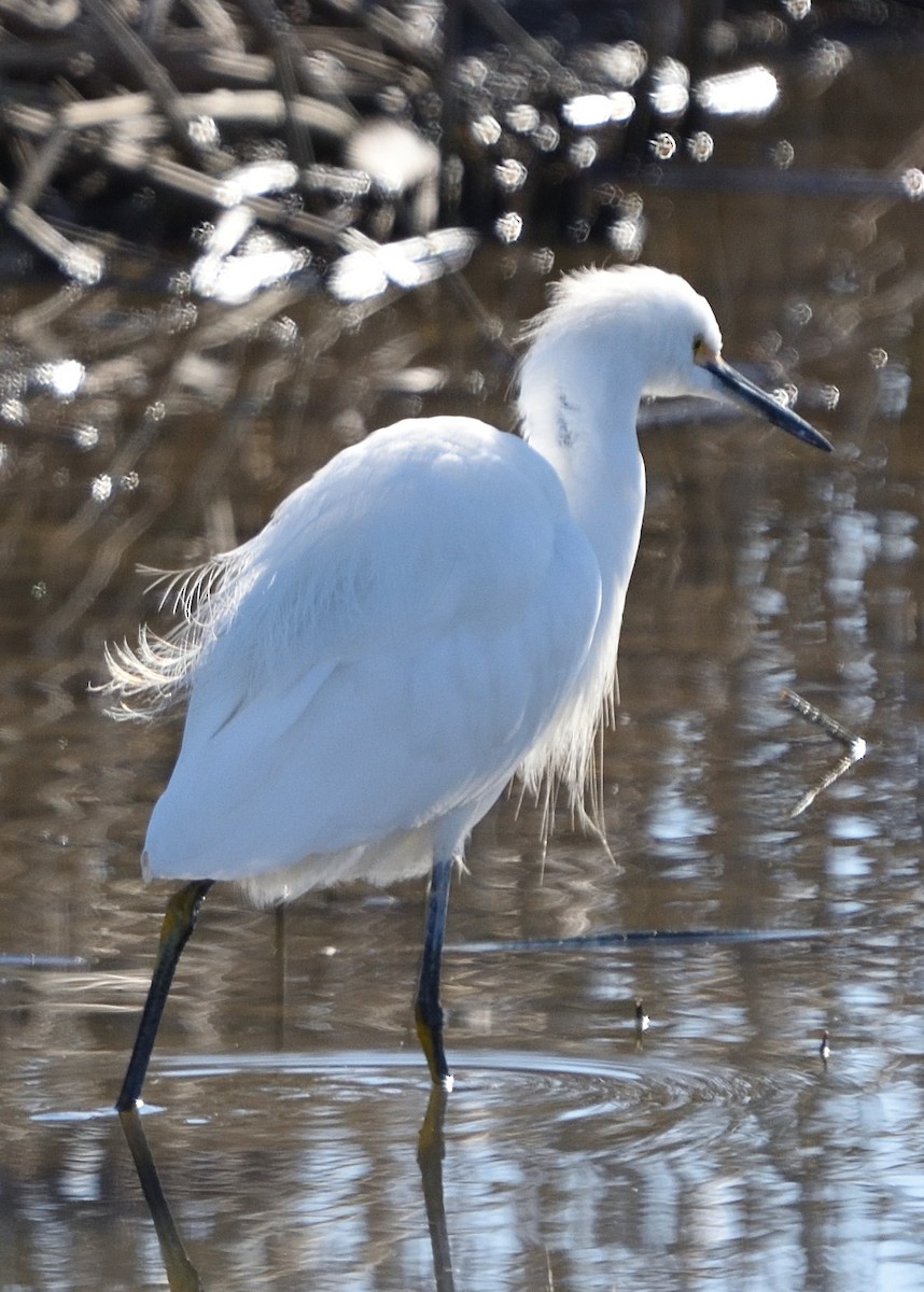 Snowy Egret - ML527271151