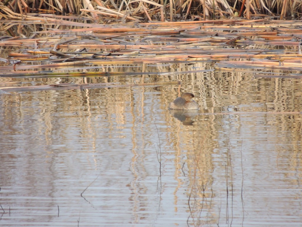 Pied-billed Grebe - ML527271651