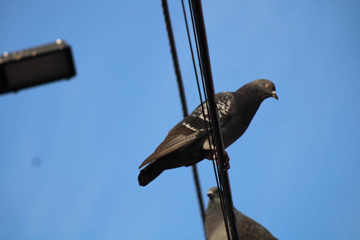 Rock Pigeon (Feral Pigeon) - Lorenzo Alberto Ochoa Arteaga