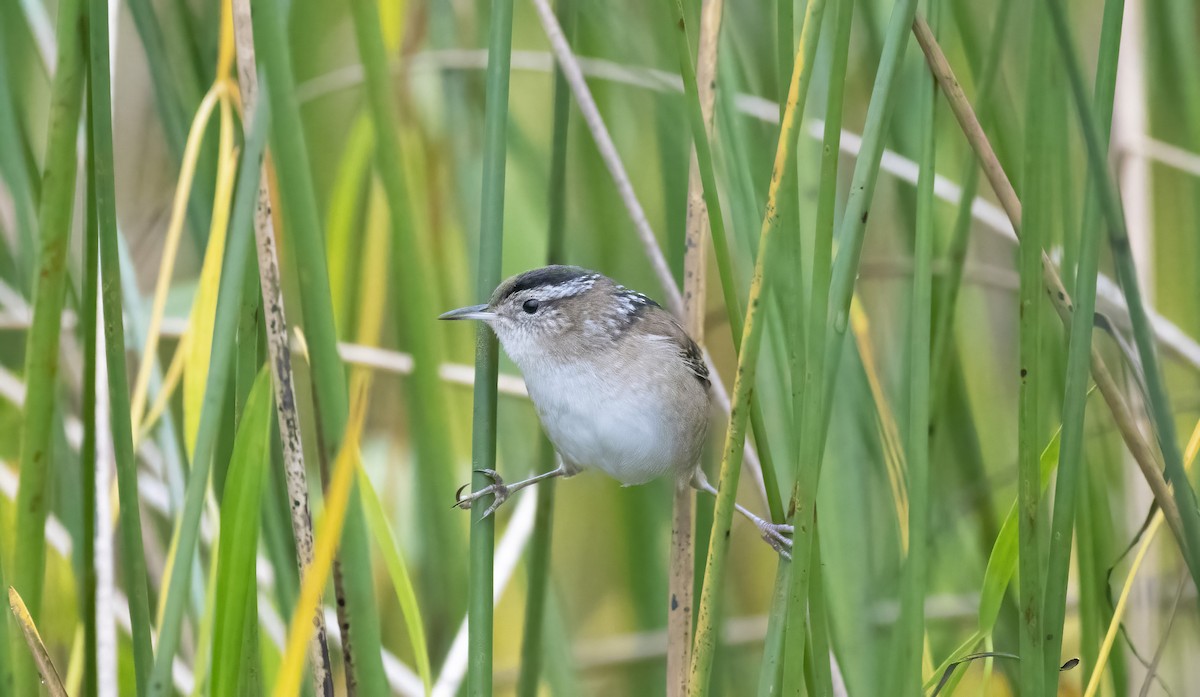 Marsh Wren - ML527272131