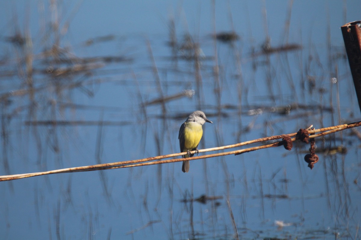 Tropical Kingbird - ML527272941