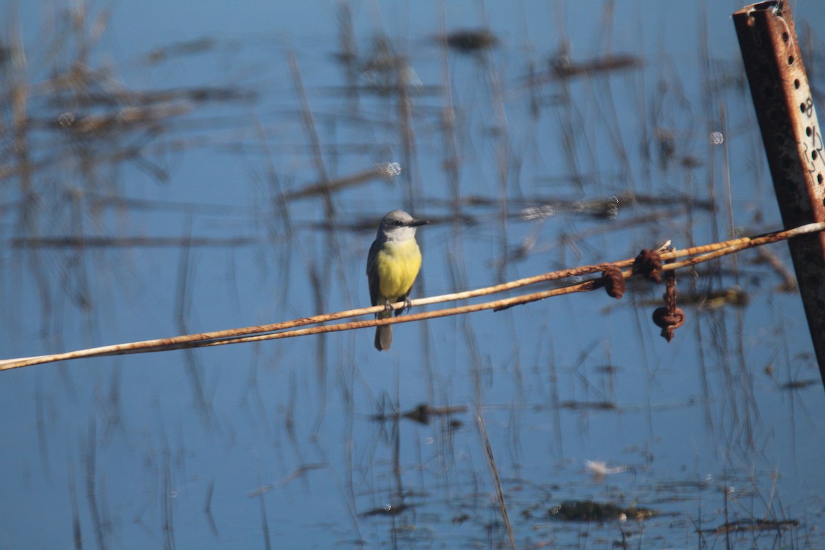 Tropical Kingbird - ML527272961