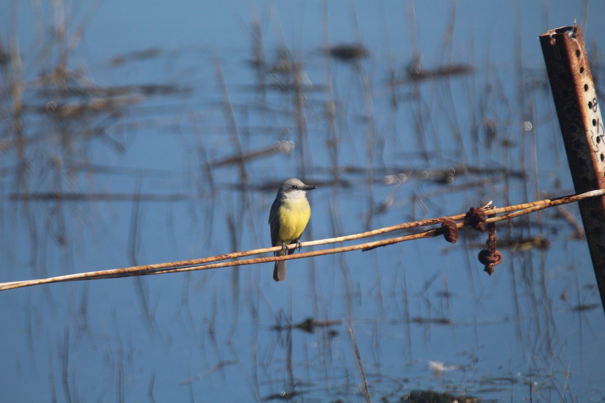 Tropical Kingbird - ML527272981