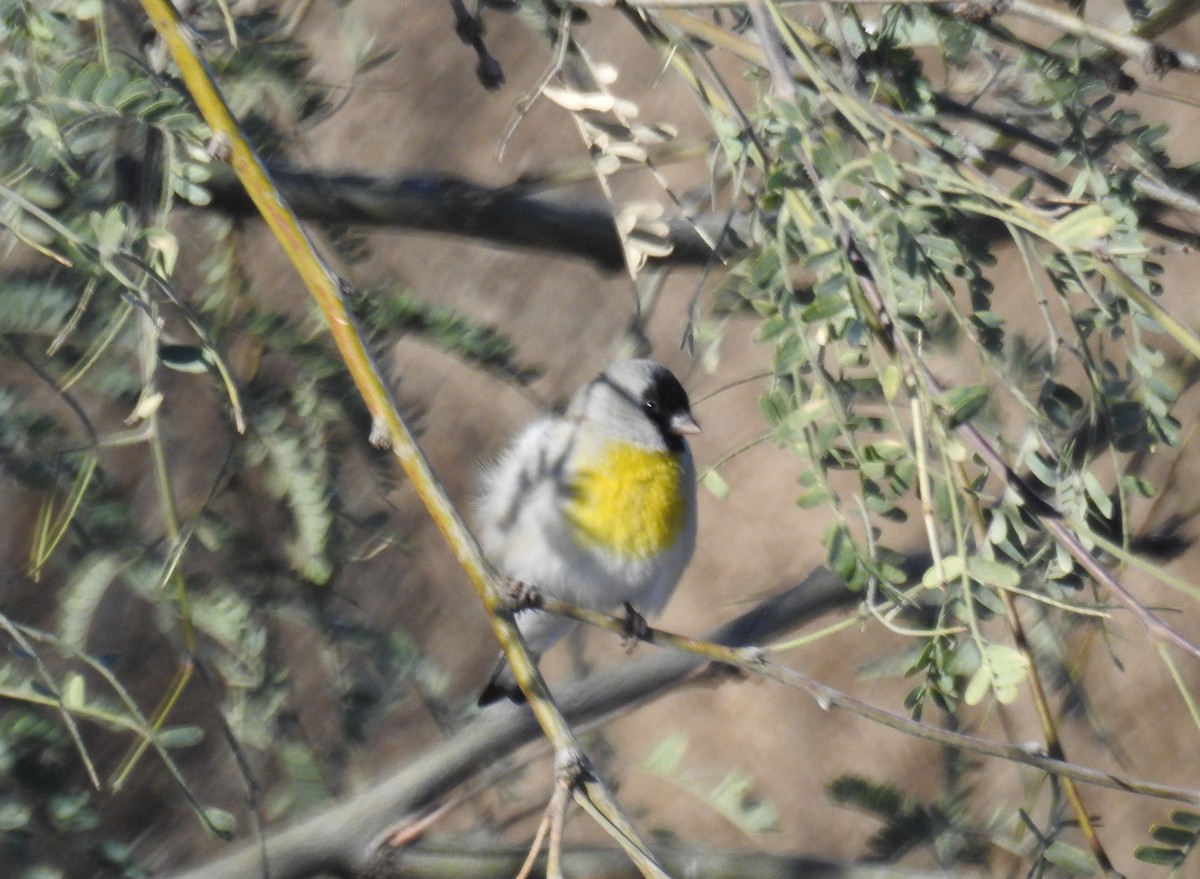 Lawrence's Goldfinch - Brian Nicholas