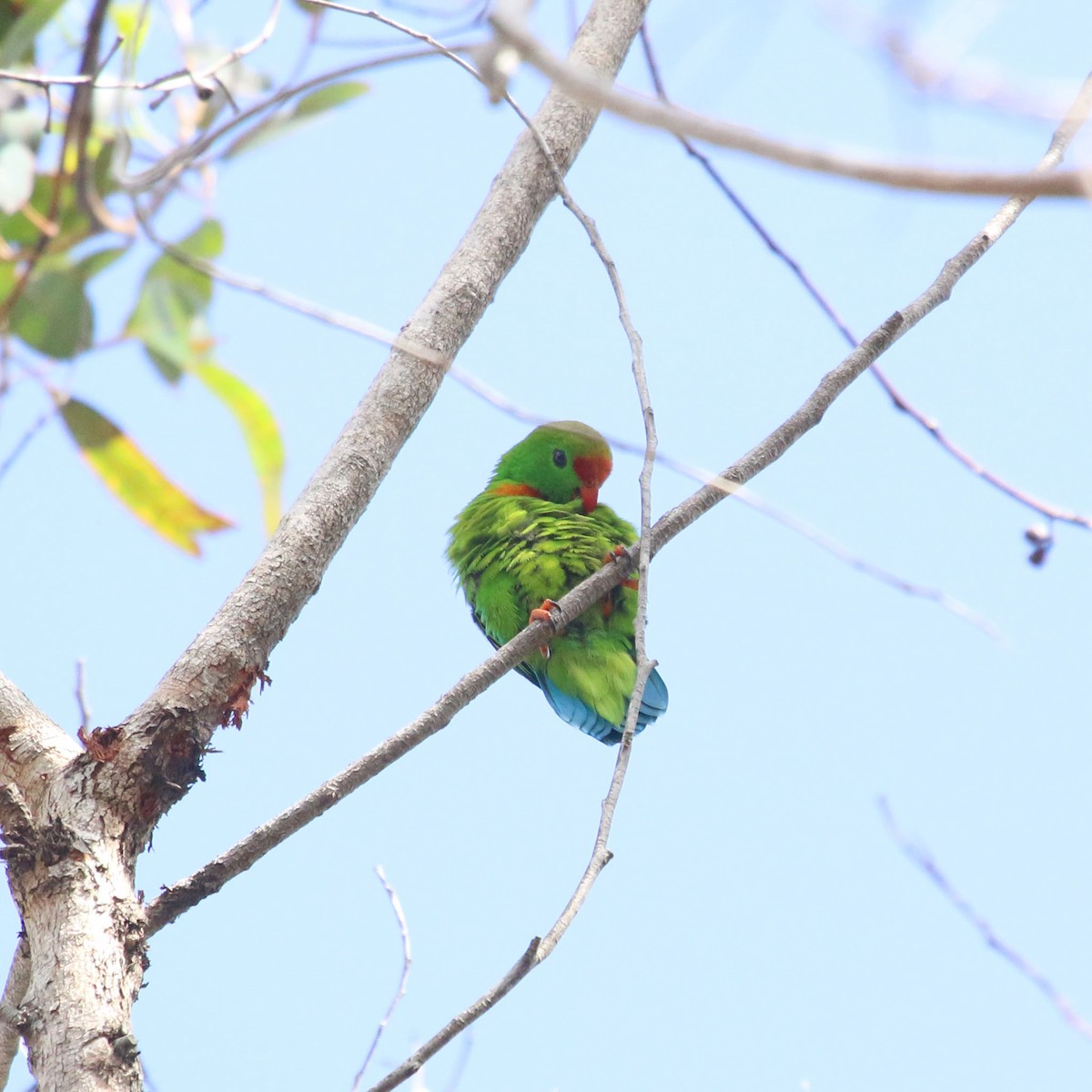 Philippine Hanging-Parrot - ML52727321