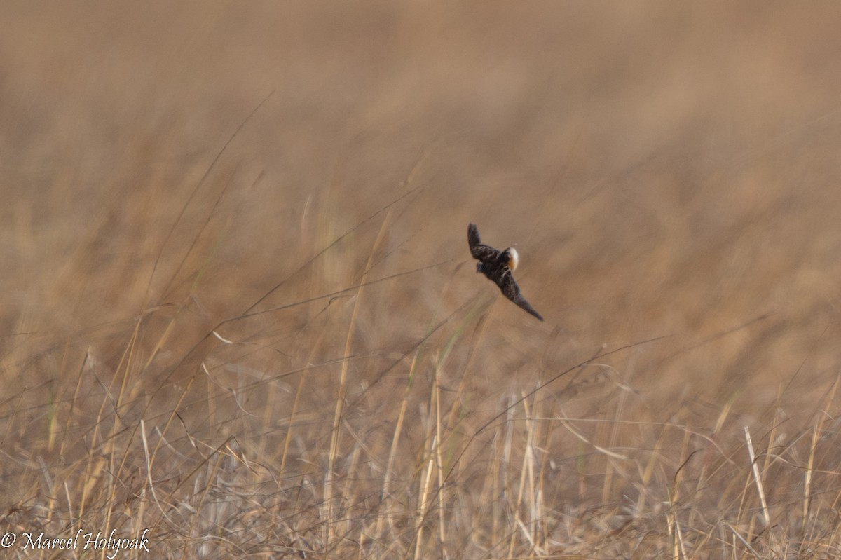 Sumba Buttonquail - Marcel Holyoak