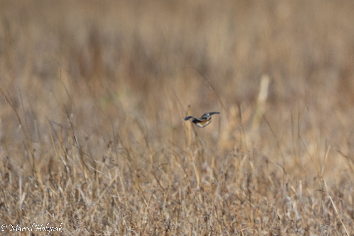 Sumba Buttonquail - ML527273621