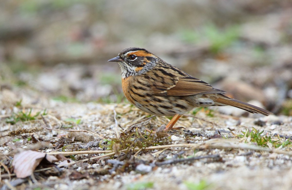 Rufous-breasted Accentor - Albin Jacob