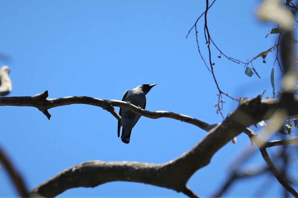 Common Cicadabird - ML527274521