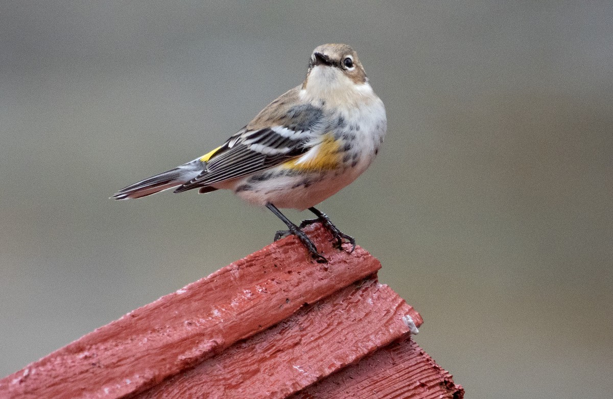 Yellow-rumped Warbler - ML527275941