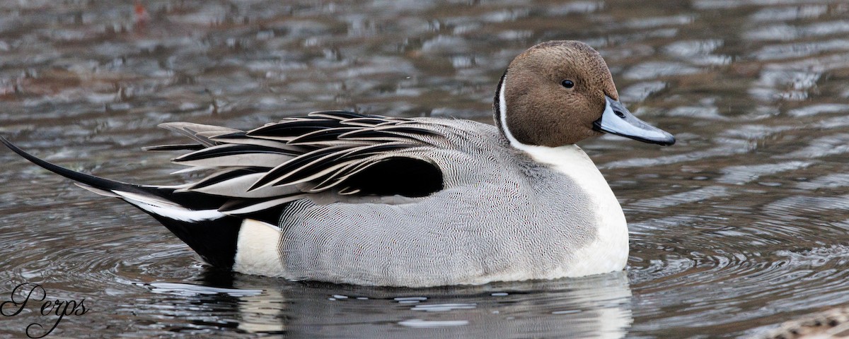 Northern Pintail - Marc Carter