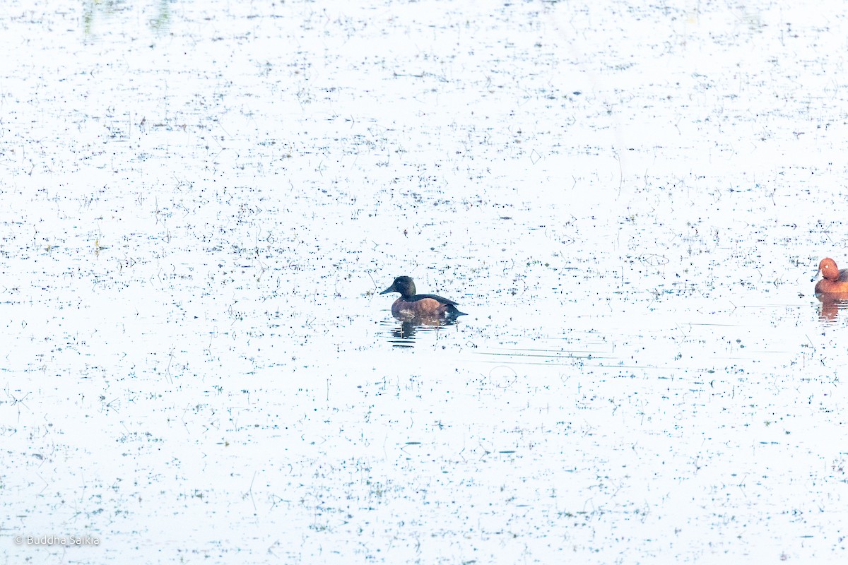 Baer's Pochard - ML527277131