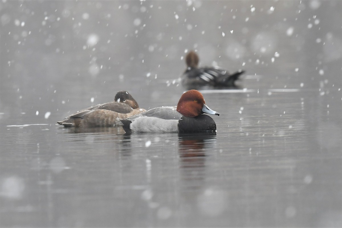 Redhead - Ted Bradford