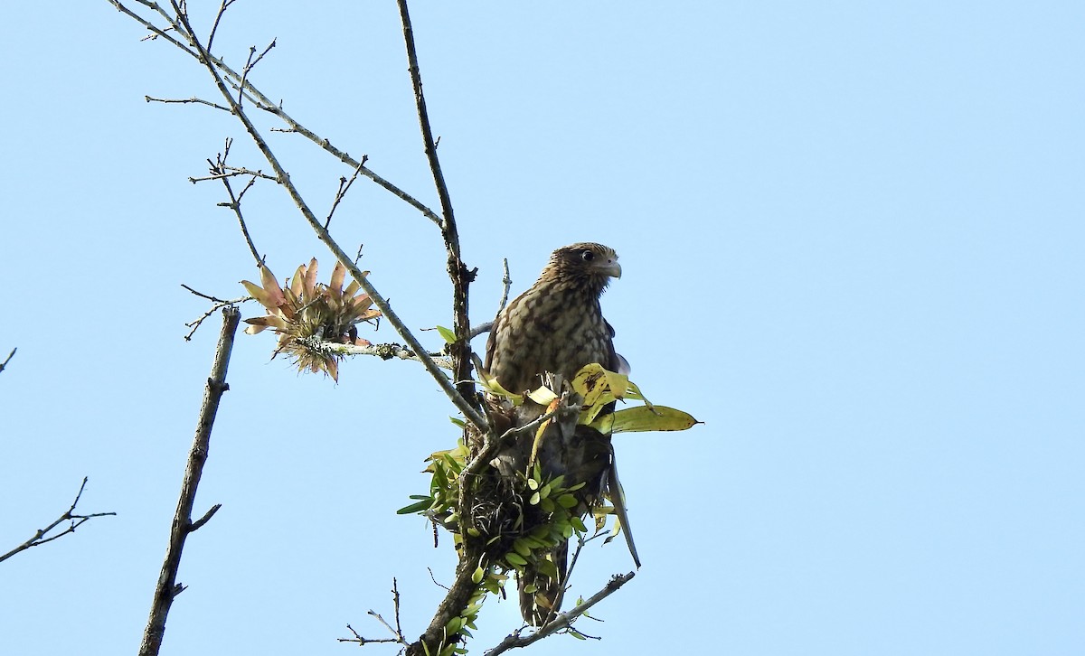 Caracara à tête jaune - ML527278511