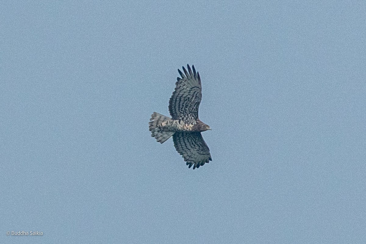 Short-toed Snake-Eagle - ML527278651