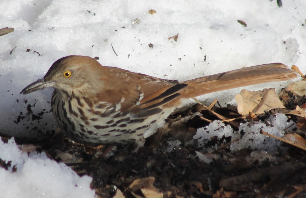 Brown Thrasher - ML527278711