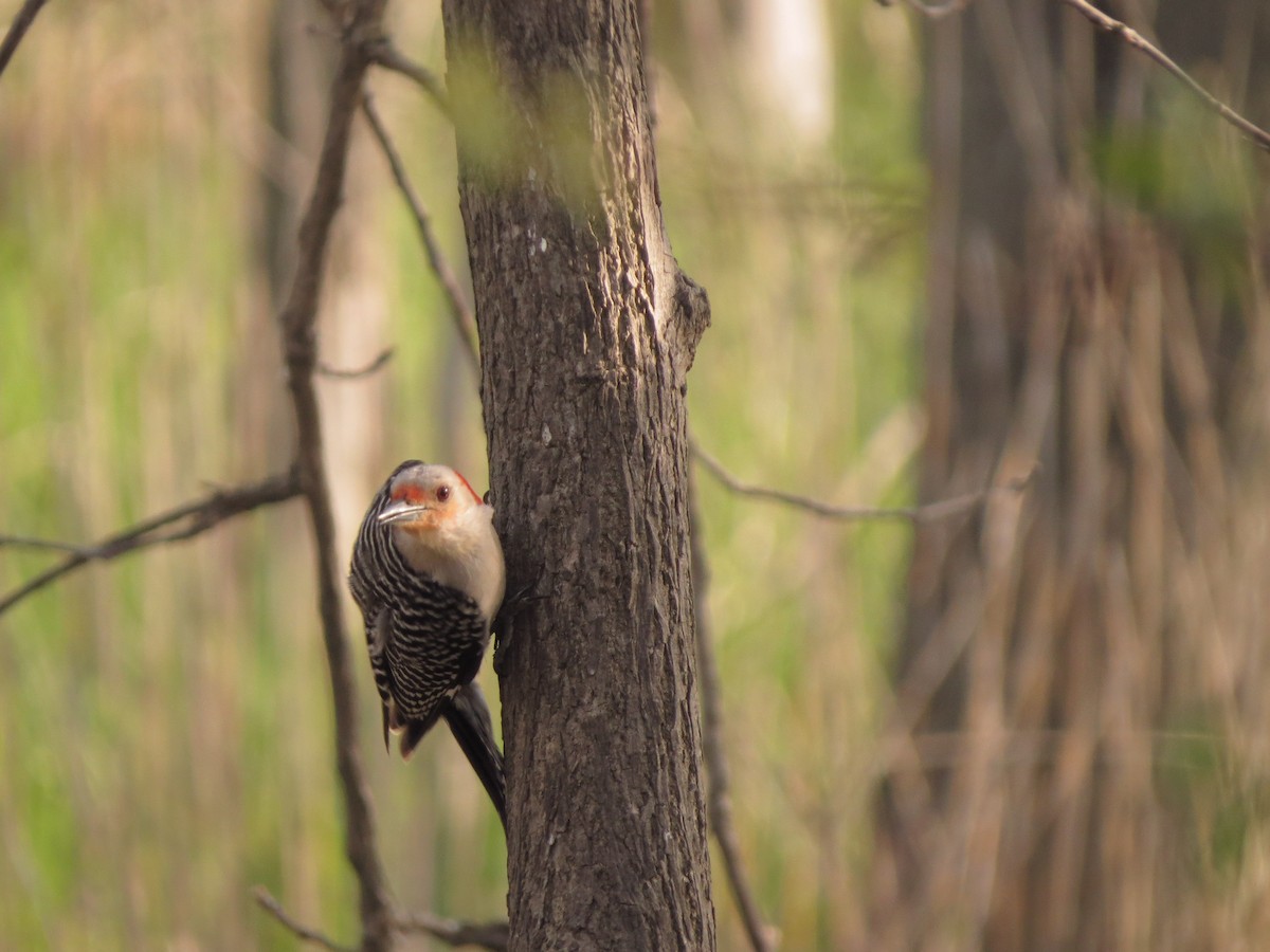 Red-bellied Woodpecker - Edana Salisbury