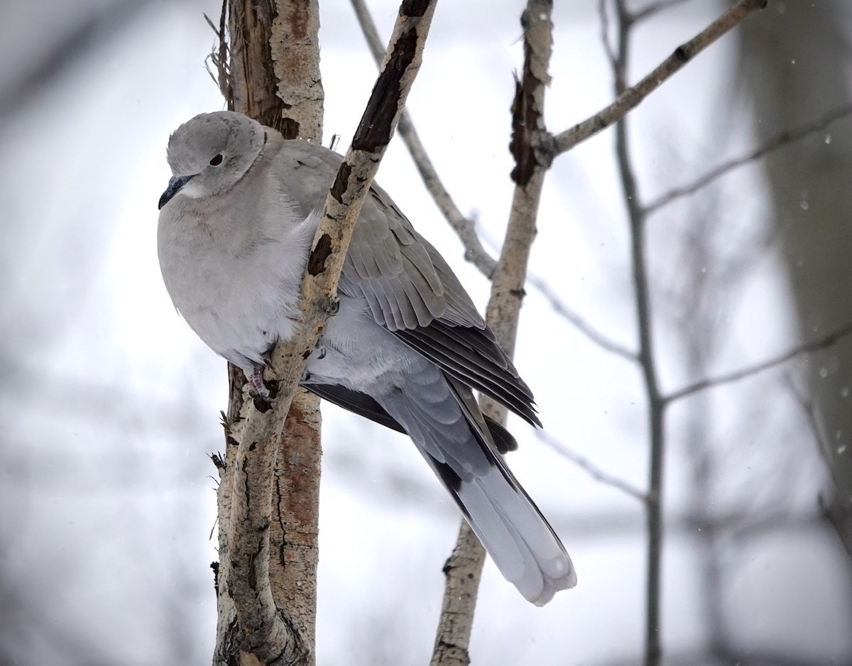 Eurasian Collared-Dove - Fleeta Chauvigne