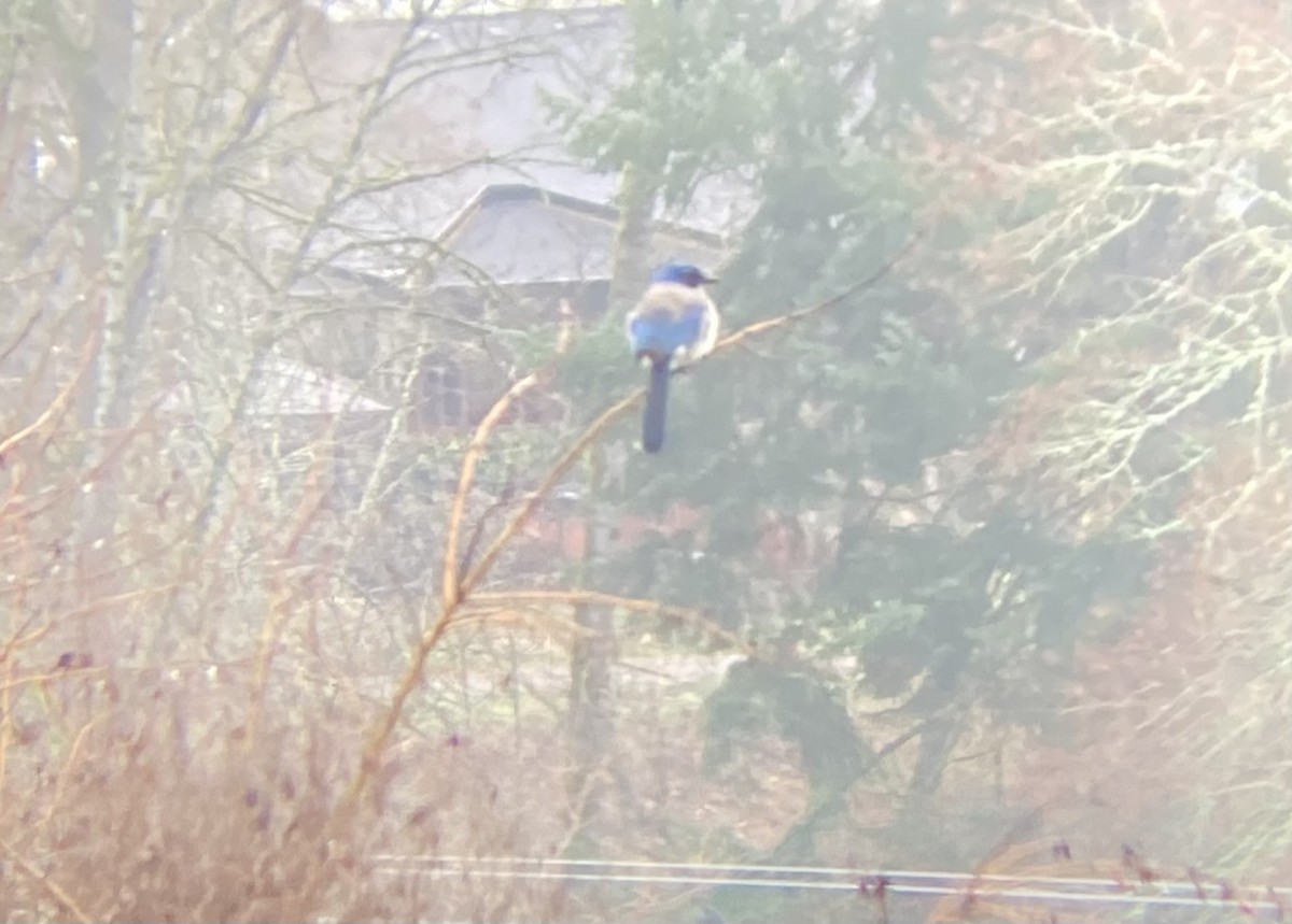 California Scrub-Jay - V Thompson