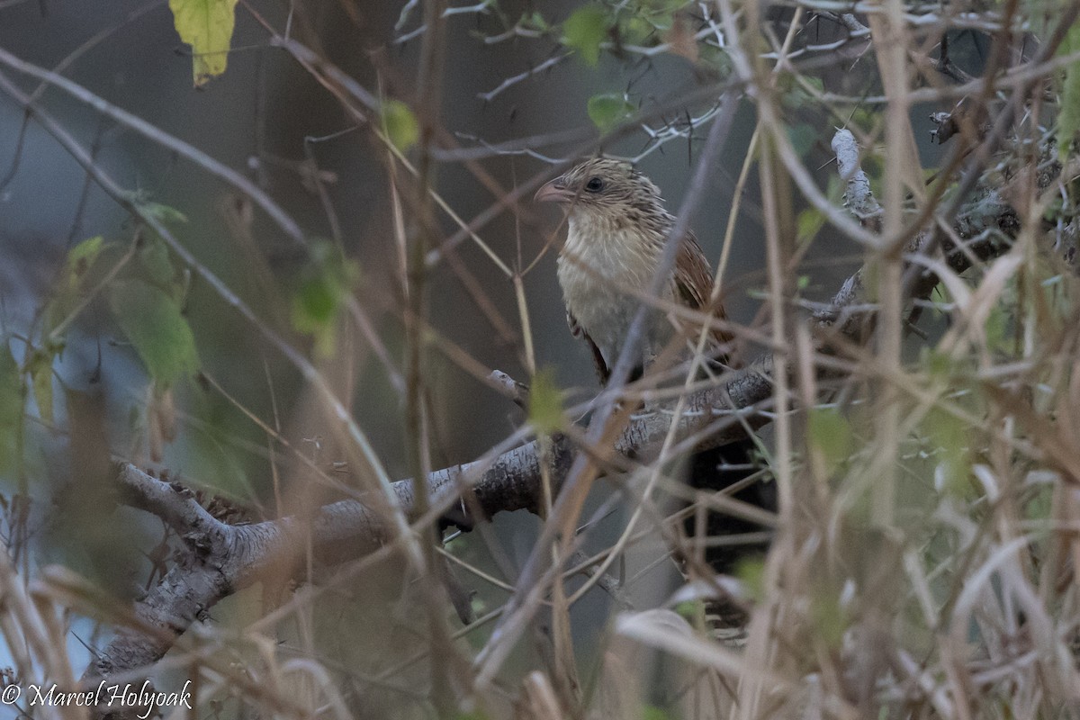 Lesser Coucal - Marcel Holyoak