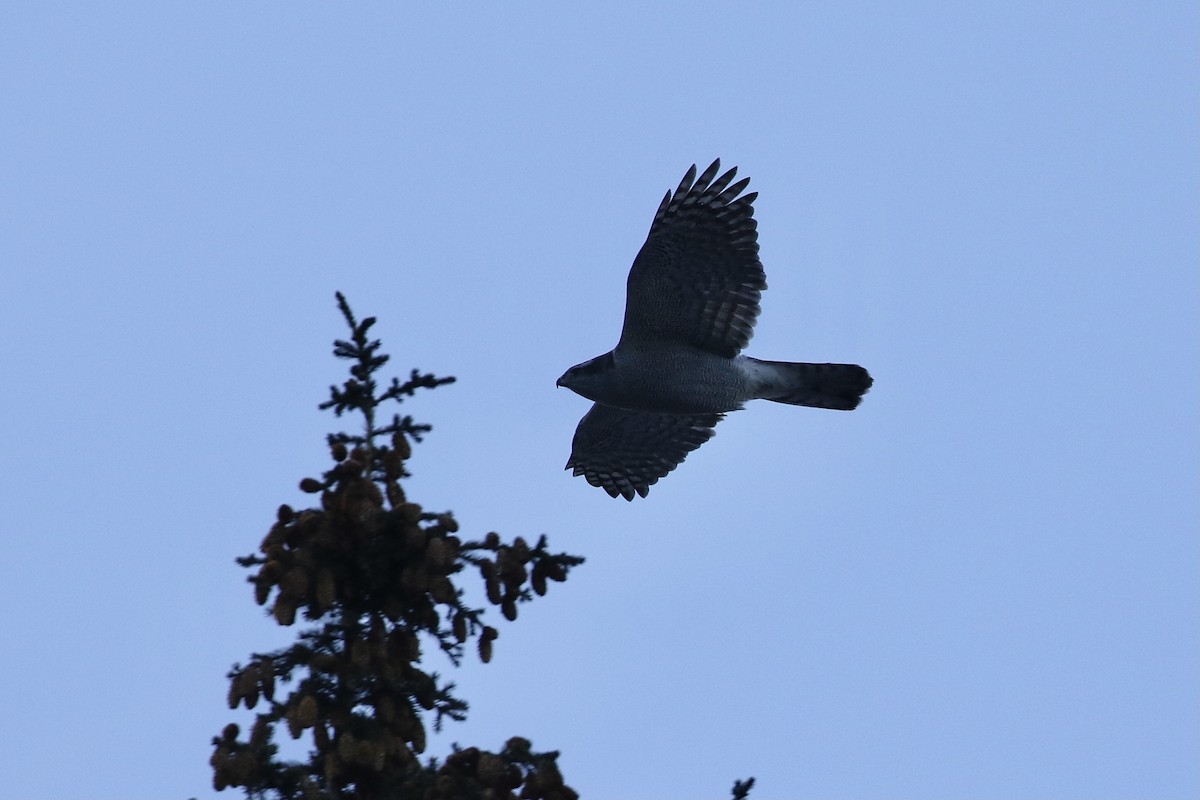 American Goshawk - Russ Morgan