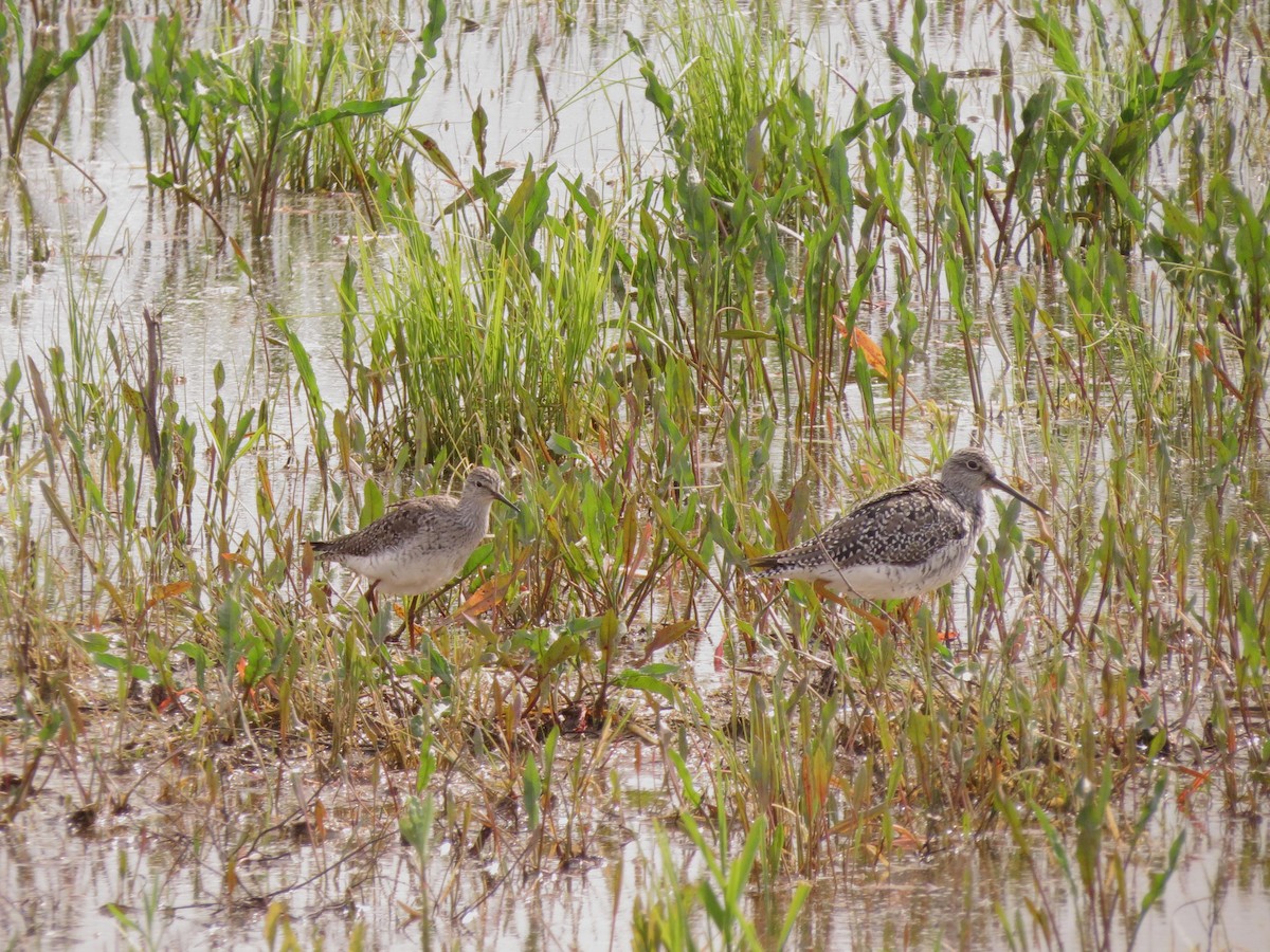 Greater Yellowlegs - ML527280191