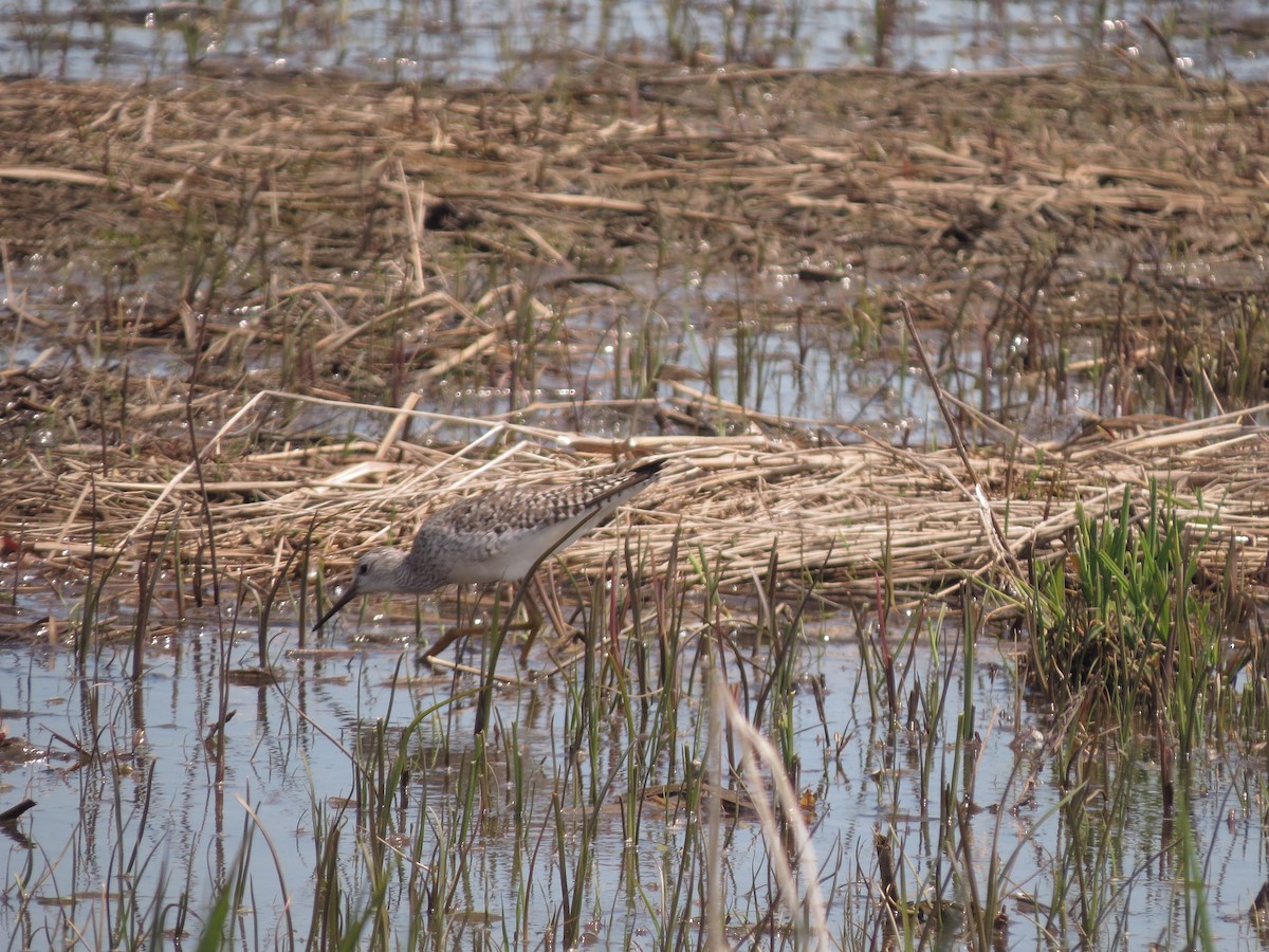 Lesser Yellowlegs - ML527280321