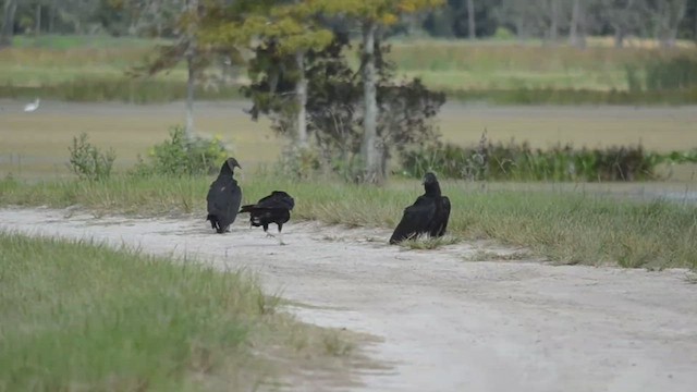 Black Vulture - ML527280851