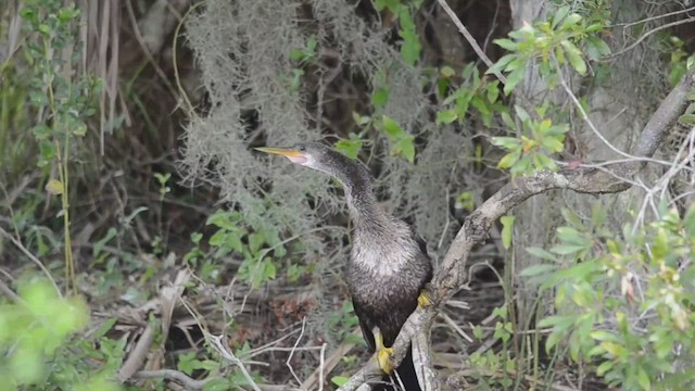 アメリカヘビウ - ML527280991