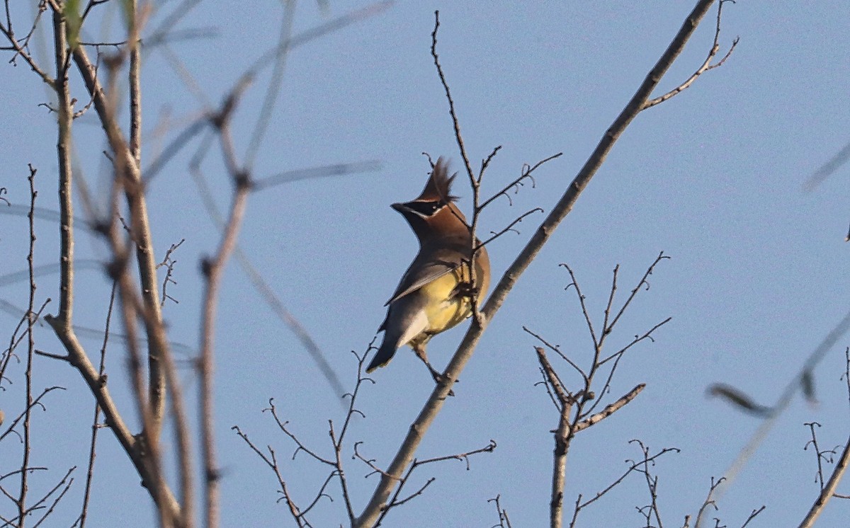 Cedar Waxwing - ML527281361