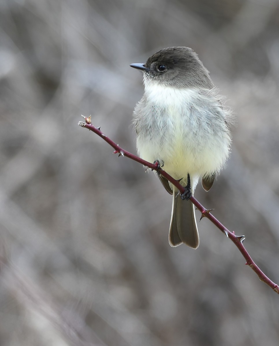 Eastern Phoebe - ML527281371