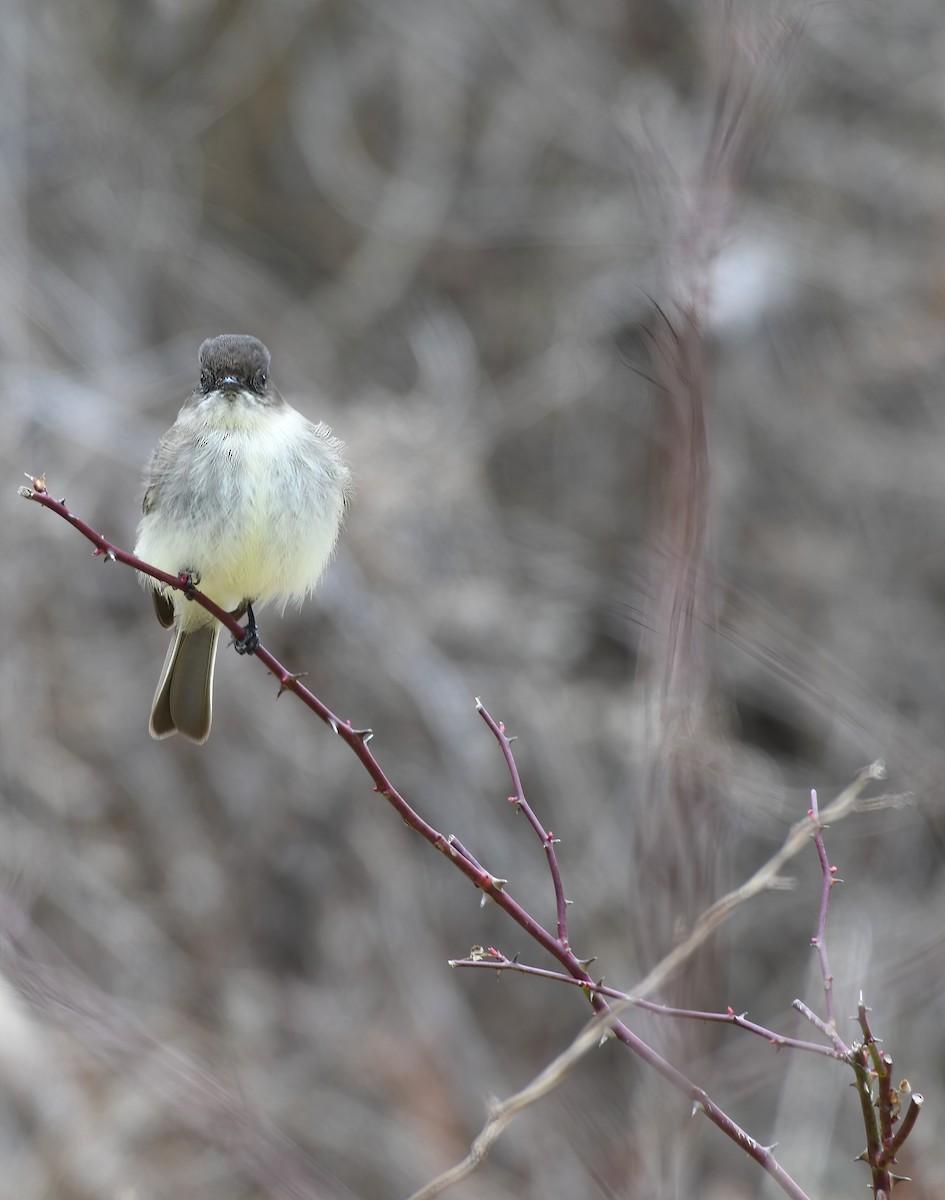 Eastern Phoebe - ML527281401