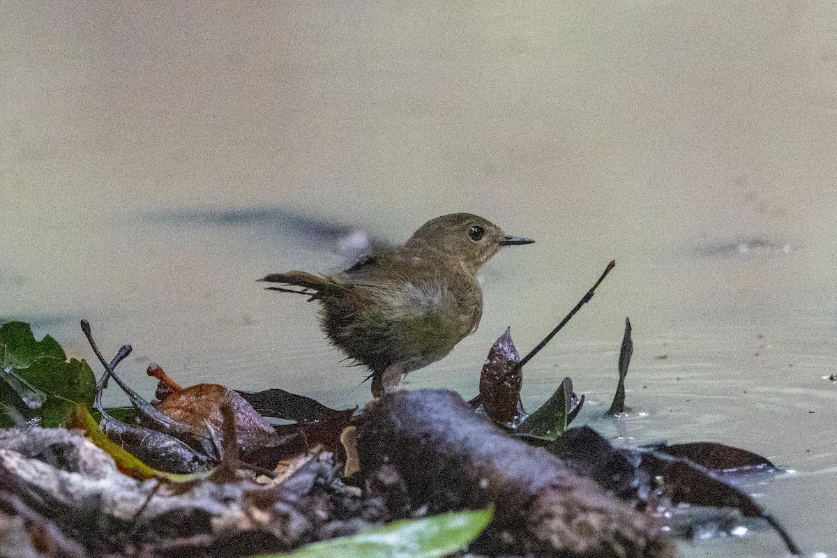 Atherton Scrubwren - ML527282661