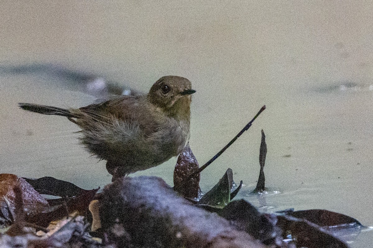 Atherton Scrubwren - ML527282671