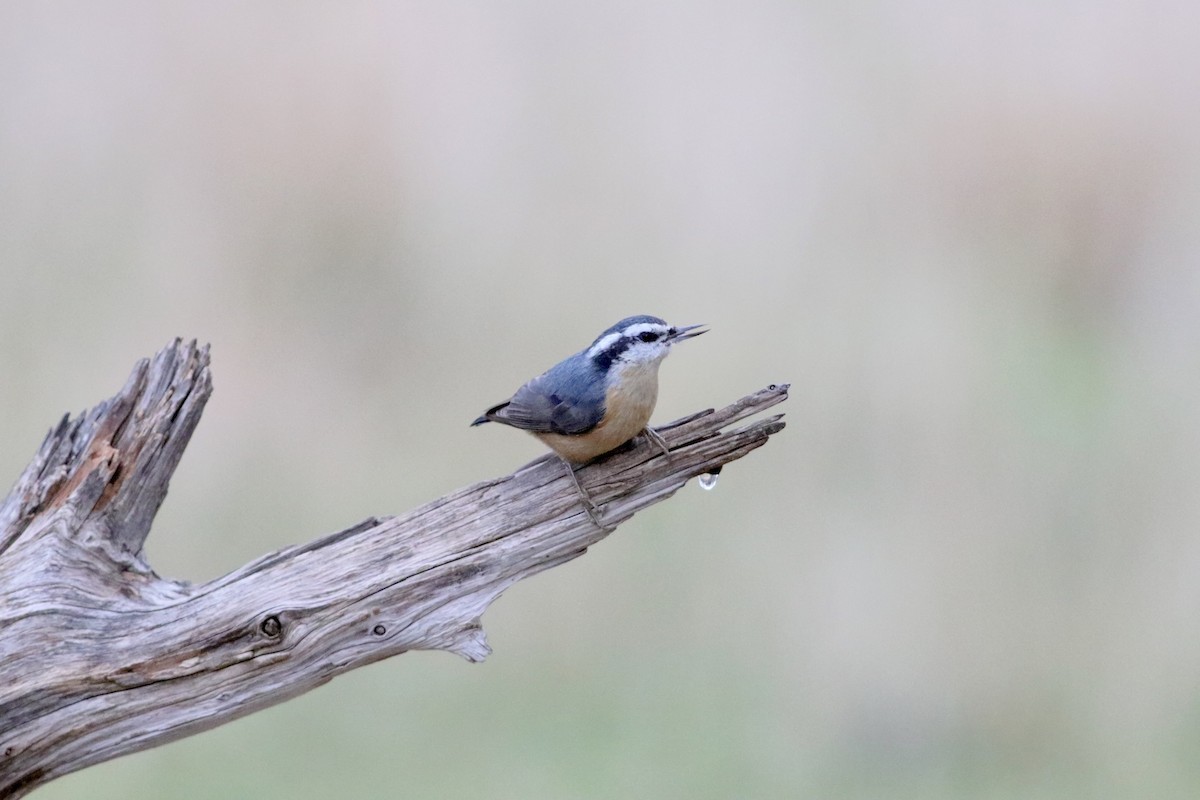 Red-breasted Nuthatch - ML527283141