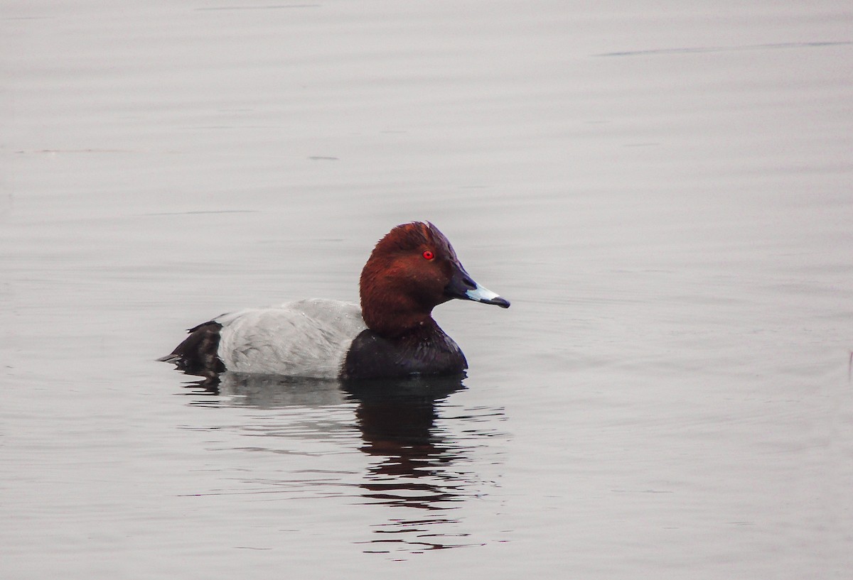 Common Pochard - ML527283301