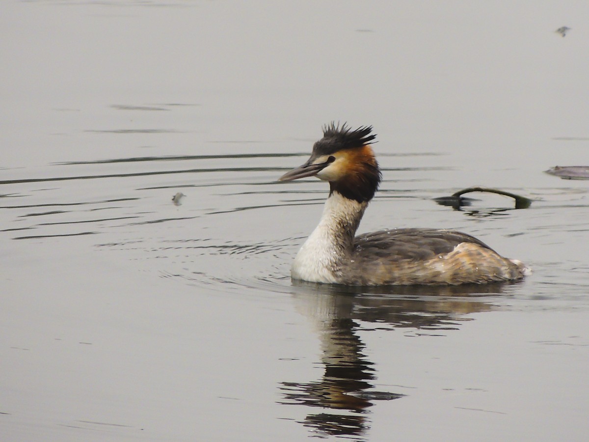 Great Crested Grebe - ML527283411