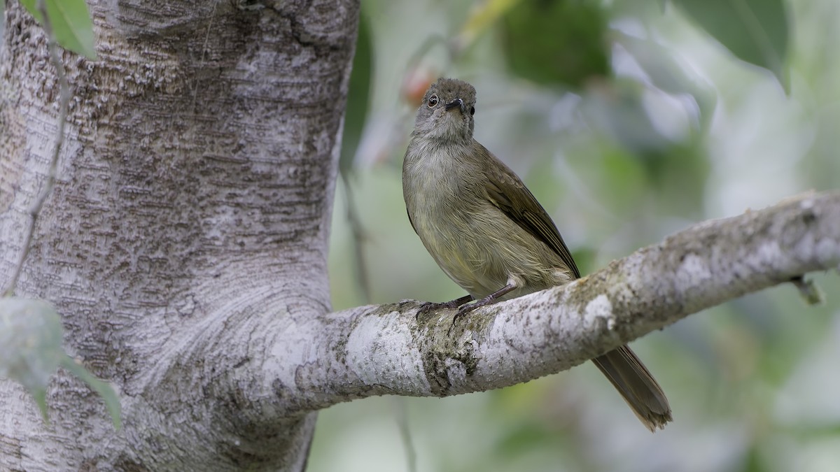 Spectacled Bulbul - John Clough