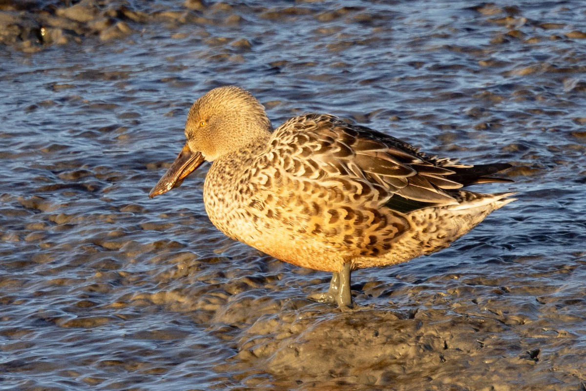 Northern Shoveler - ML527284181