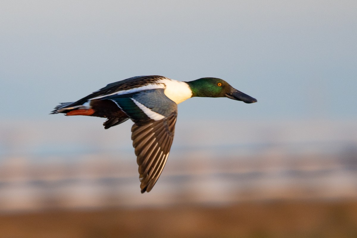 Northern Shoveler - ML527284191