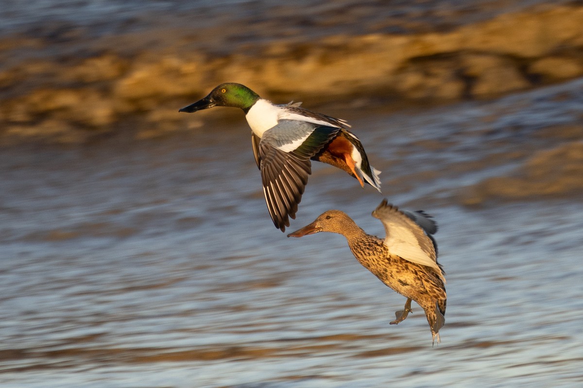 Northern Shoveler - ML527284201