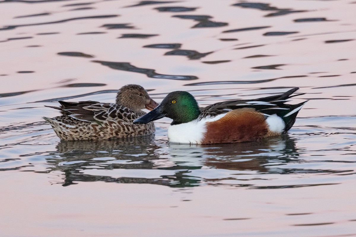 Northern Shoveler - ML527284221