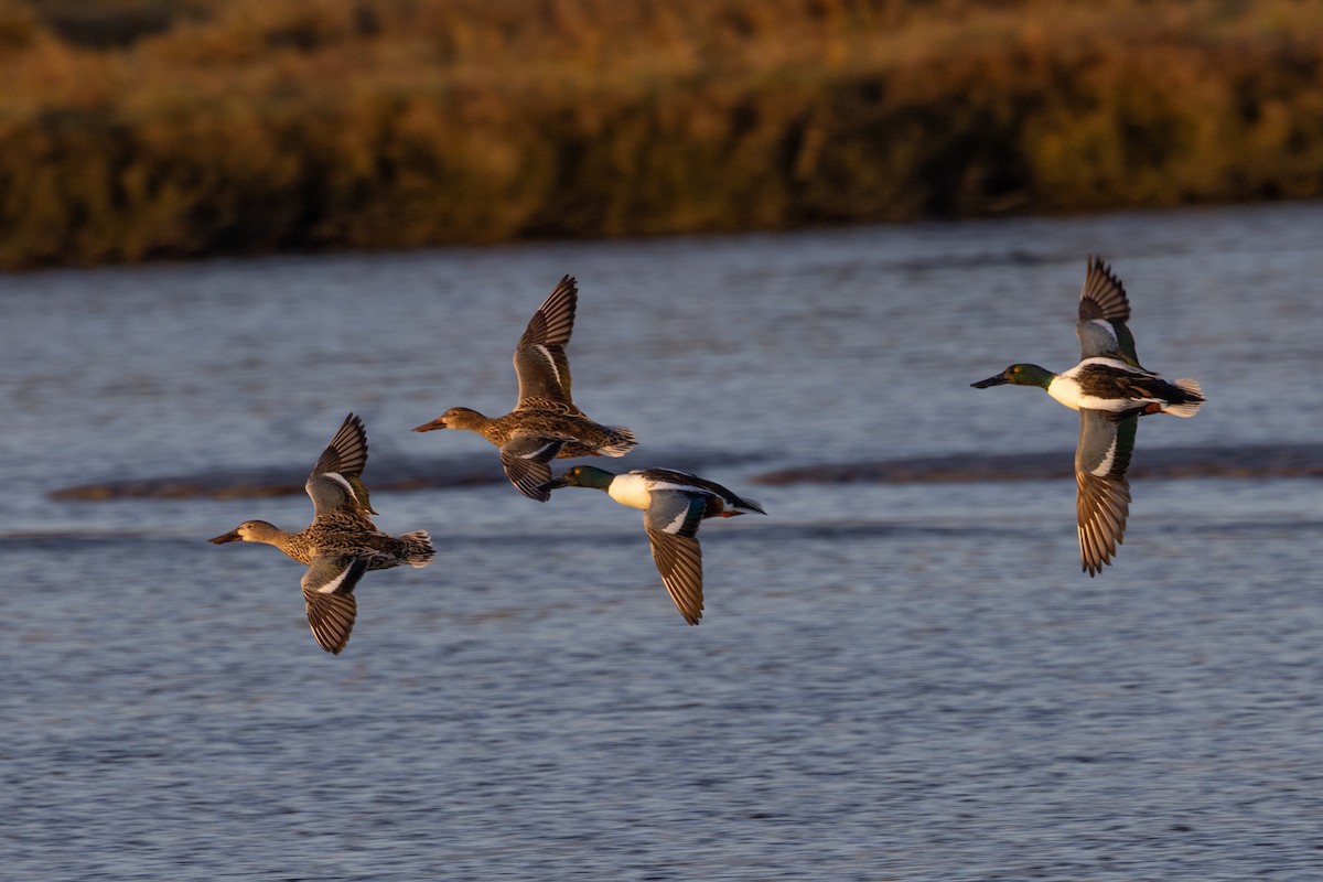 Northern Shoveler - ML527284241