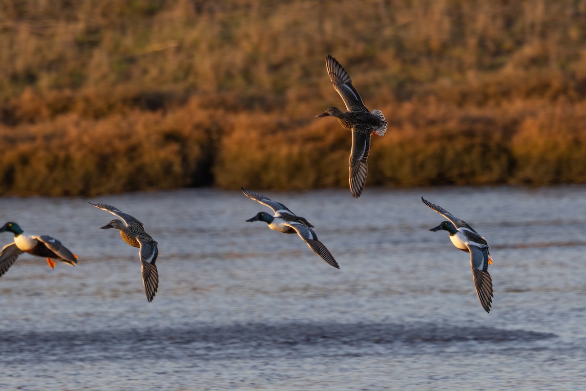 Northern Shoveler - ML527284251